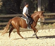 Freisian Horse for sale