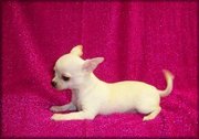 Adorable hihuahua puppies available