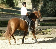 Freisian Horse Ready To go