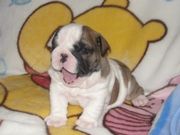 English Bull puppies for adoption