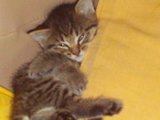 Bengal x kittens looking for their new homes