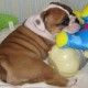 Family-Raised English Bulldog Pups For Sale.