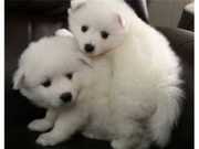 - American Eskimo Dog Puppies