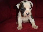 American bulldog puppy
