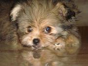 Maltese x Shitzu puppies for sell