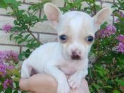 intelligent, pleasant, chihuahua puppies for sale