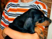 Doberman Pinscher puppies for sale