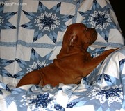 healthy Dogue de bordeaux puppies for sale