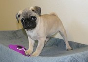 adorable pug puppies for sale