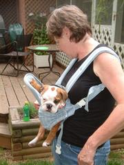 beautiful english bull dog for adoption