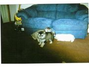 lovely and cute Alaskan Malamute for Sale