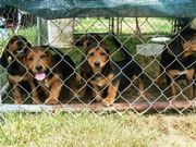 cute and halth Basset Hound for Sale