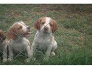 marvelous and caring Brittany for Sale