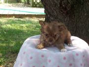marvelous and caring Chihuahua for Sale.