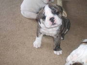 Adorable AKC English Bulldog Puppies 