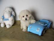 Bichon mix male puppy