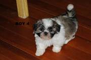 Shih Tzu,  cute,  cute,  cute!! 