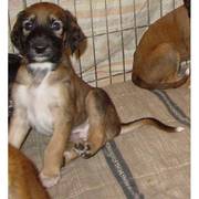 home trained saluki puppies