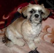 Pretty chunky white&brown Labrador puppies forsale.an affordable price