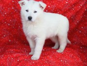 German Shepherd puppies