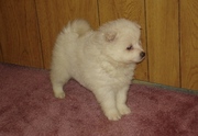 American Eskimo  Puppies 