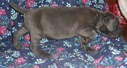 Neapolitan Mastiff.