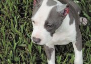 American Staffordshire Terrier