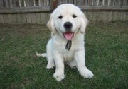 Golden Retreiver  Puppies 