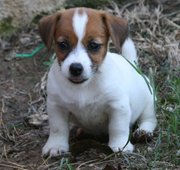 jack russel  puppies  