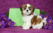 shit tzu puppies 