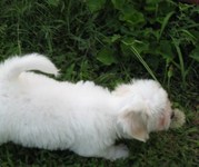 coton de tulear pupppy