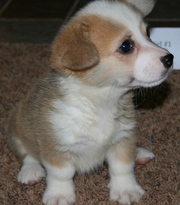pembroke corgi  puppies 