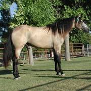 Missouri Fox Trotter  House  