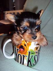 (AKC)Teacup Yorkie Puppies 