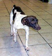 Homeraised German Pinscher for sale