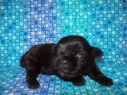 Affenpinscher for Sale