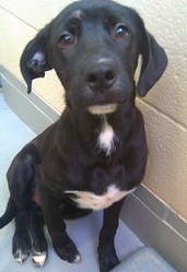 beagle puppies ready for anew home