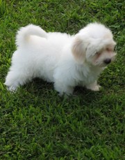 coton de tulear   ready for a  new 
