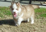  Beautiful Light Red/White Siberian Husky Puppies.