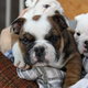 very beautiful bulldog puppy for sale