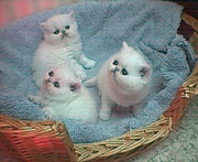 Persian Kittens 
