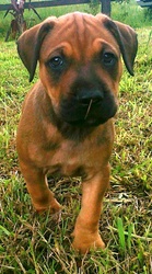 Mastif Cross Puppies 8 weeks old