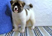 Home Train Akita Puppy For Sale
