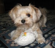 pure breed maltese  yorkshire for sale