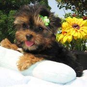 (AKC) Yorkie Puppies
