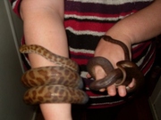 Complete snake enclosure with two snakes