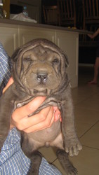 Shar-pei puppies (ready now)