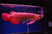 good arowana for sale