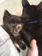 Beautiful kittens for sale...