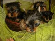 Yorkie babaies